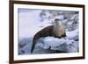 River Otter on Icy Riverbank-DLILLC-Framed Photographic Print