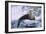 River Otter on Icy Riverbank-DLILLC-Framed Photographic Print