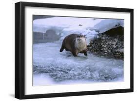 River Otter on Icy Riverbank-DLILLC-Framed Photographic Print