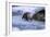 River Otter on Icy Riverbank-DLILLC-Framed Photographic Print