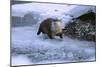 River Otter on Icy Riverbank-DLILLC-Mounted Photographic Print