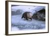 River Otter on Icy Riverbank-DLILLC-Framed Photographic Print