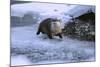 River Otter on Icy Riverbank-DLILLC-Mounted Photographic Print