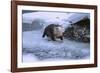 River Otter on Icy Riverbank-DLILLC-Framed Photographic Print