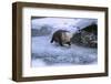 River Otter on Icy Riverbank-DLILLC-Framed Photographic Print