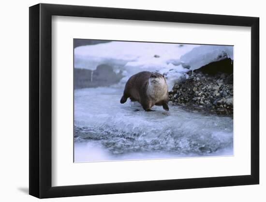 River Otter on Icy Riverbank-DLILLC-Framed Photographic Print