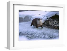 River Otter on Icy Riverbank-DLILLC-Framed Photographic Print