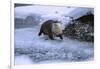 River Otter on Icy Riverbank-DLILLC-Framed Photographic Print