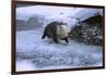 River Otter on Icy Riverbank-DLILLC-Framed Photographic Print