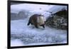 River Otter on Icy Riverbank-DLILLC-Framed Photographic Print