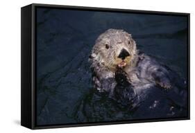 River Otter Swimming-DLILLC-Framed Stretched Canvas