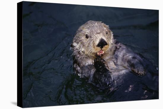River Otter Swimming-DLILLC-Stretched Canvas