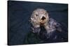 River Otter Swimming-DLILLC-Stretched Canvas