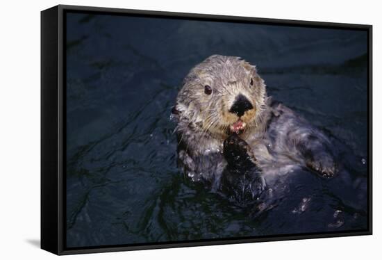 River Otter Swimming-DLILLC-Framed Stretched Canvas