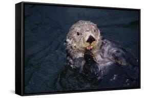 River Otter Swimming-DLILLC-Framed Stretched Canvas