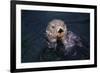 River Otter Swimming-DLILLC-Framed Photographic Print