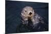 River Otter Swimming-DLILLC-Mounted Photographic Print