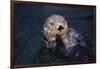 River Otter Swimming-DLILLC-Framed Photographic Print