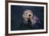 River Otter Swimming-DLILLC-Framed Photographic Print