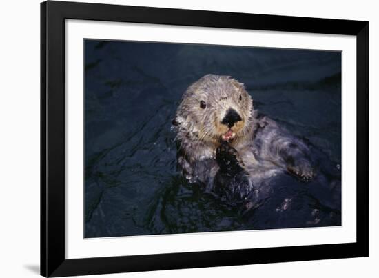 River Otter Swimming-DLILLC-Framed Photographic Print