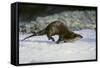 River Otter-DLILLC-Framed Stretched Canvas