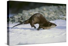 River Otter-DLILLC-Stretched Canvas