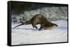 River Otter-DLILLC-Framed Stretched Canvas