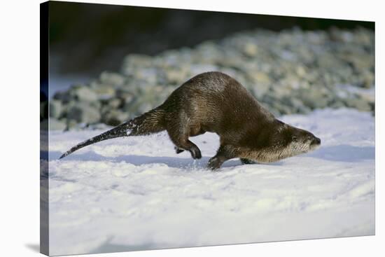 River Otter-DLILLC-Stretched Canvas