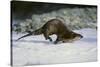 River Otter-DLILLC-Stretched Canvas