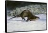River Otter-DLILLC-Framed Stretched Canvas