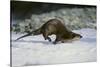 River Otter-DLILLC-Stretched Canvas