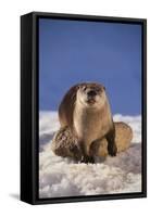 River Otter-DLILLC-Framed Stretched Canvas