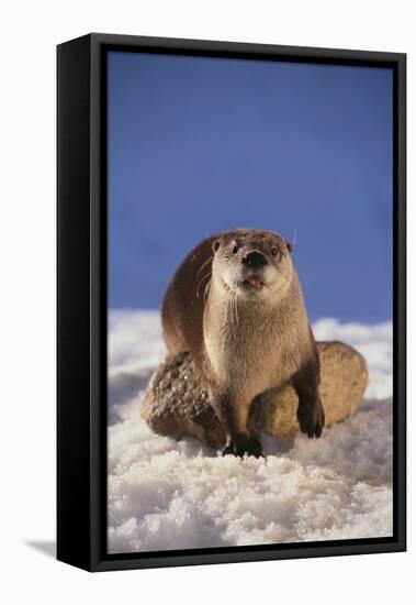 River Otter-DLILLC-Framed Stretched Canvas