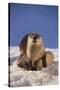 River Otter-DLILLC-Stretched Canvas