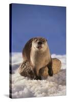 River Otter-DLILLC-Stretched Canvas