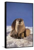 River Otter-DLILLC-Framed Stretched Canvas