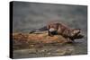 River Otter-DLILLC-Stretched Canvas