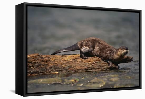 River Otter-DLILLC-Framed Stretched Canvas