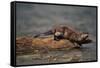 River Otter-DLILLC-Framed Stretched Canvas