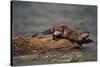 River Otter-DLILLC-Stretched Canvas