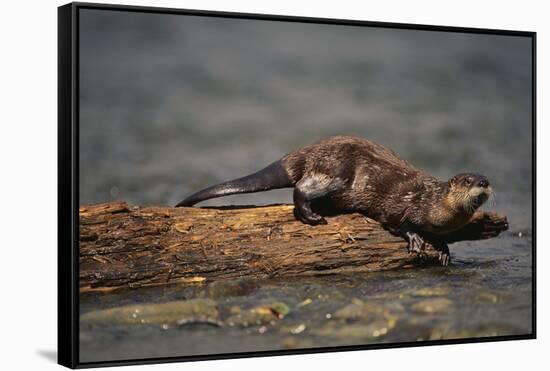 River Otter-DLILLC-Framed Stretched Canvas