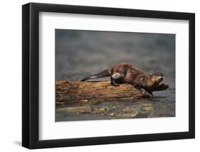 River Otter-DLILLC-Framed Premium Photographic Print