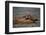 River Otter-DLILLC-Framed Premium Photographic Print