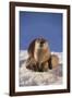 River Otter-DLILLC-Framed Photographic Print