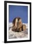 River Otter-DLILLC-Framed Photographic Print