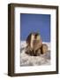 River Otter-DLILLC-Framed Photographic Print