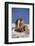 River Otter-DLILLC-Framed Photographic Print