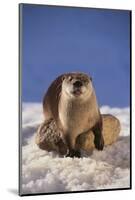 River Otter-DLILLC-Mounted Photographic Print