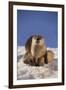 River Otter-DLILLC-Framed Photographic Print