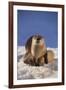 River Otter-DLILLC-Framed Photographic Print